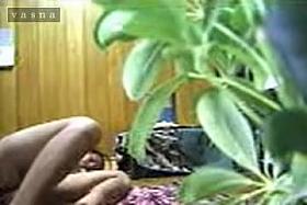 Hidden cam girl sliding panty down and convulsing in orgasm