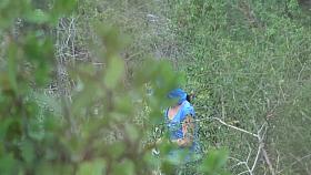 Girls Pissing voyeur video 198