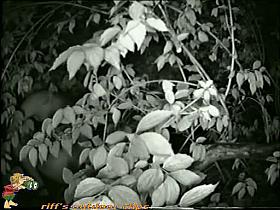 back to nature pissing and hiding behind the bushes in the park